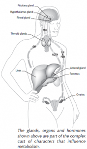 Diagram of glands, organs, and hormones that influence metabolism