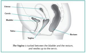 Diagram of the vagina