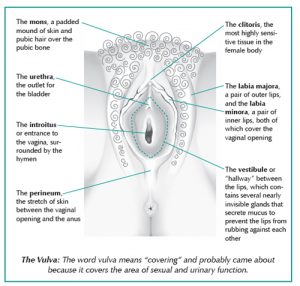 Diagram of the vagina