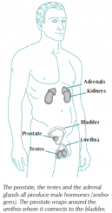 Diagram of prostate