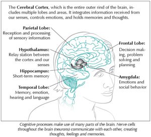 Diagram of the Cerebral Cortex