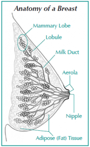 Diagram showing the anatomy of a breast