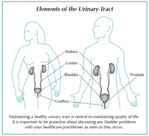 Diagram showing the elements of the urinary tract in men and women