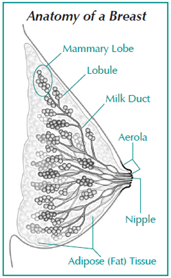 Anatomy of a breast