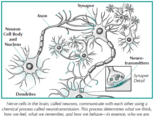 Diagram of nerve cells