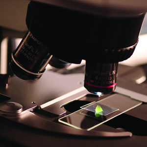 A New Organ Has Been Identified The Human Microbiome human microbiome