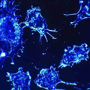 how hormones interact with receptor sites