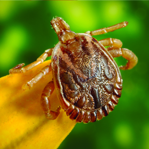 Lyme Disease Research Update lyme disease research