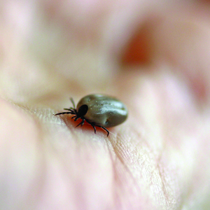 lyme disease merry-go-round